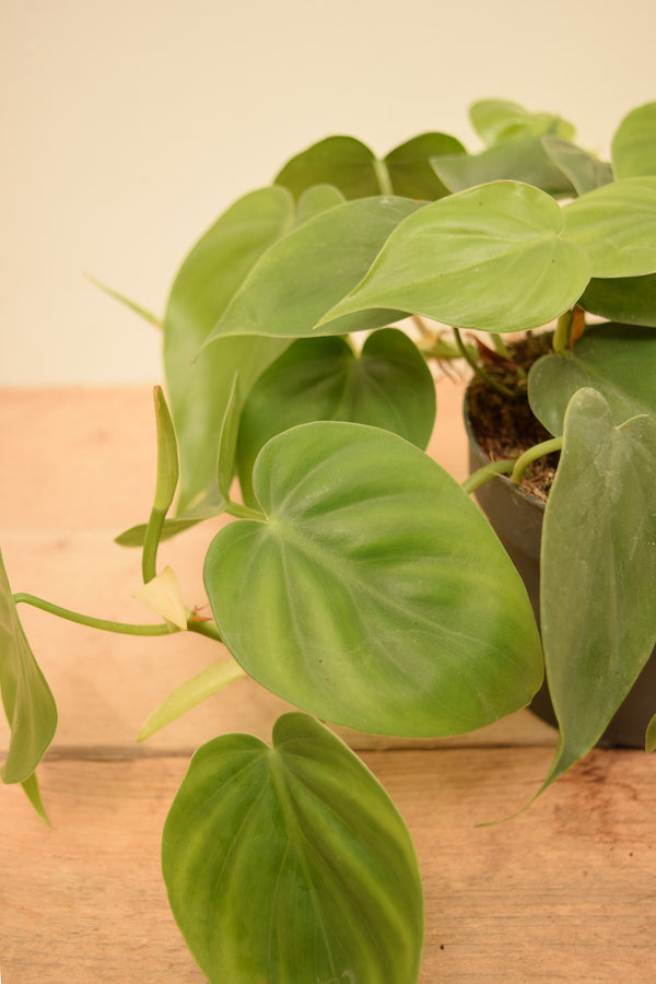 Philodendron hederaceum