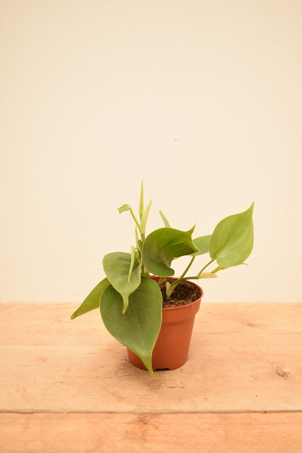 Philodendron hederaceum