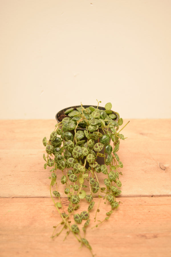 Peperomia prostrata