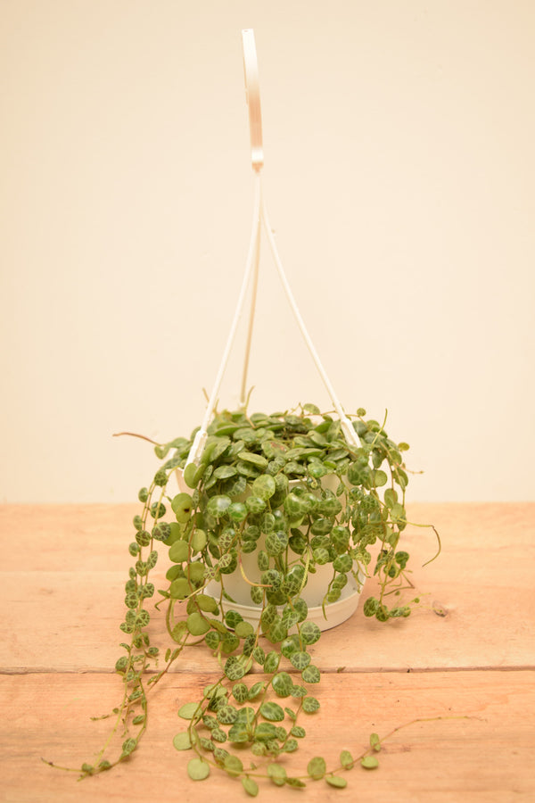 Peperomia prostrata