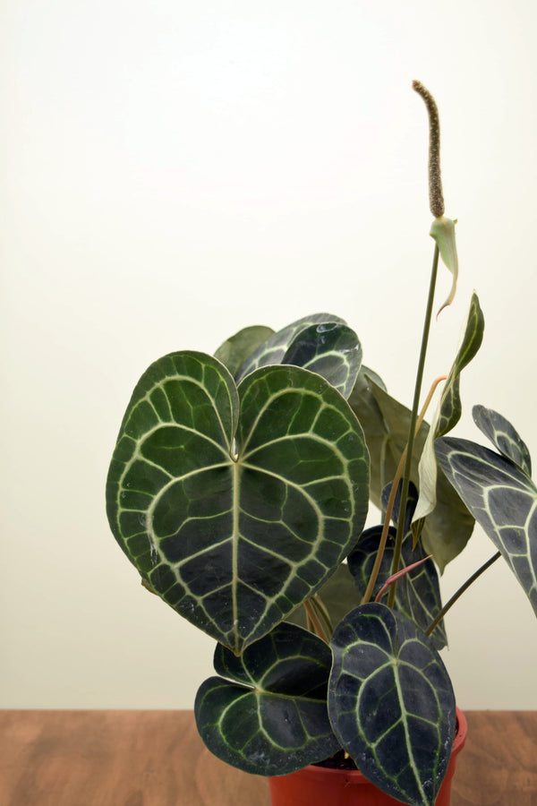 Anthurium clarinervium