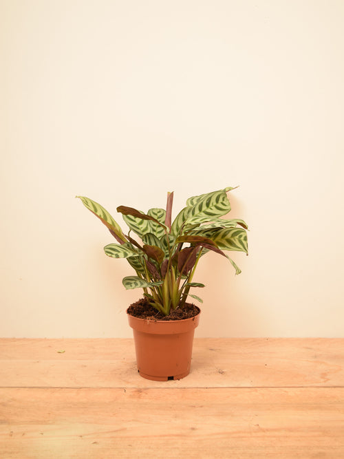 Ctenanthe burle-marxii 'Amabilis'