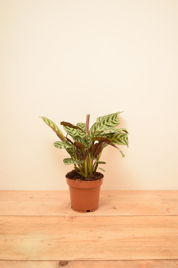 Ctenanthe burle-marxii 'Amabilis'