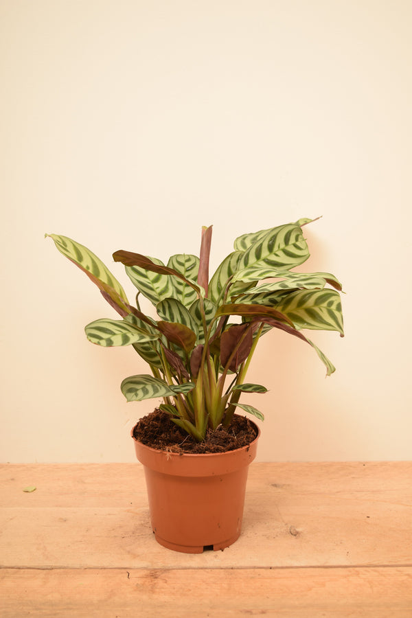 Ctenanthe burle-marxii 'Amabilis'