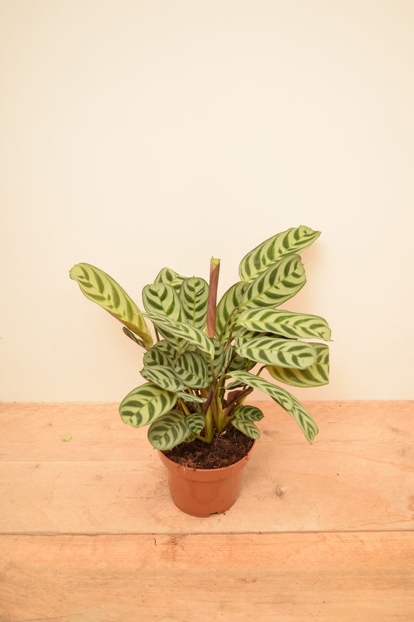 Ctenanthe burle-marxii 'Amabilis'