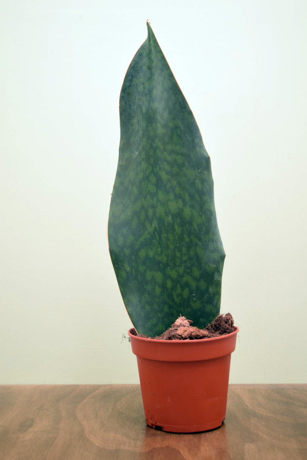 Sansevieria masoniana