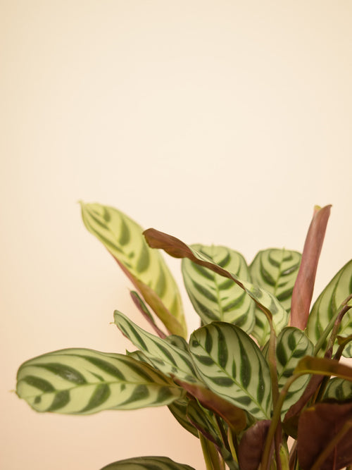 Ctenanthe burle-marxii 'Amabilis'