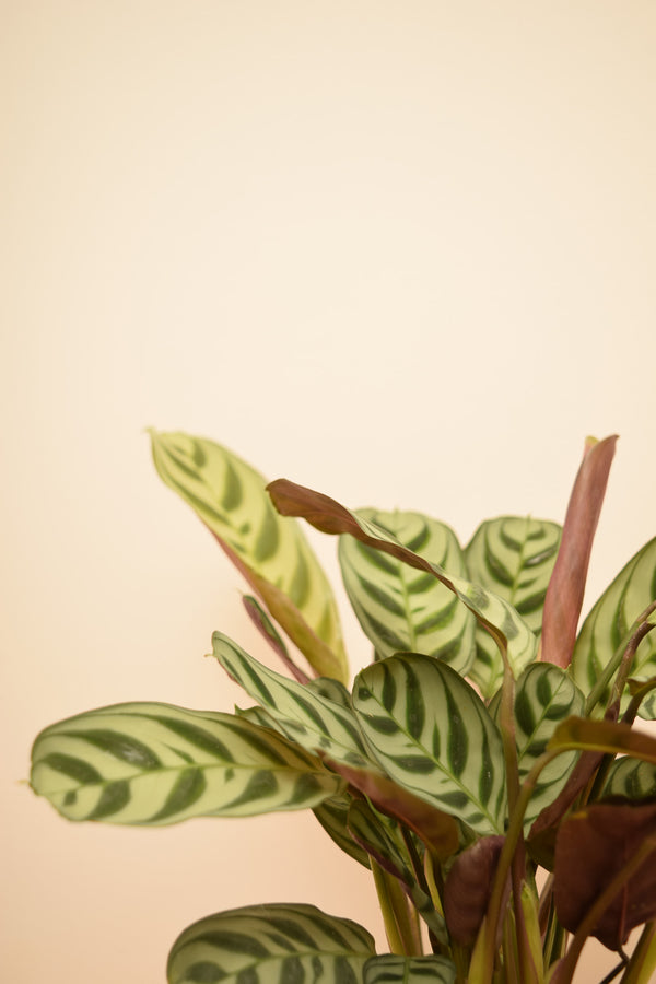 Ctenanthe burle-marxii 'Amabilis'