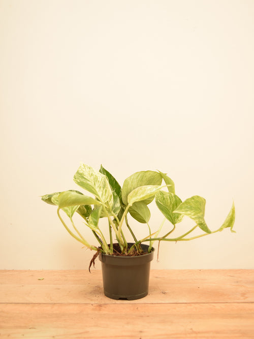 Epipremnum aureum 'Marble Queen'