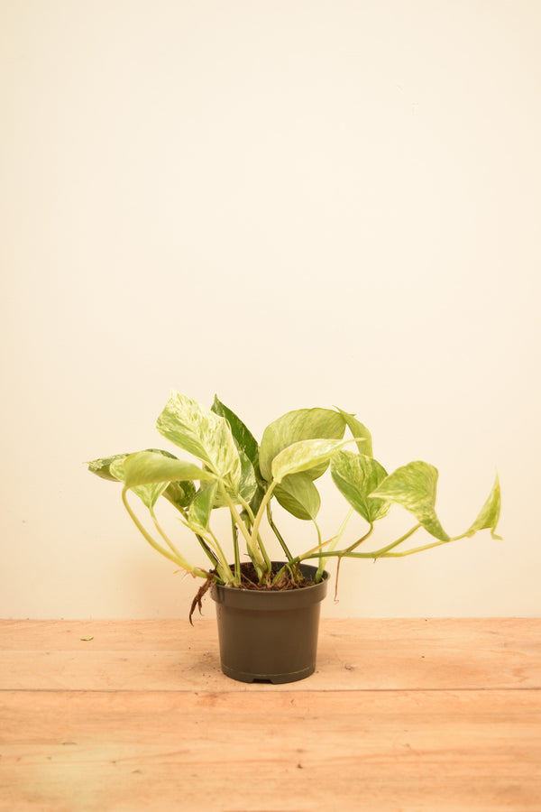 Epipremnum aureum 'Marble Queen'