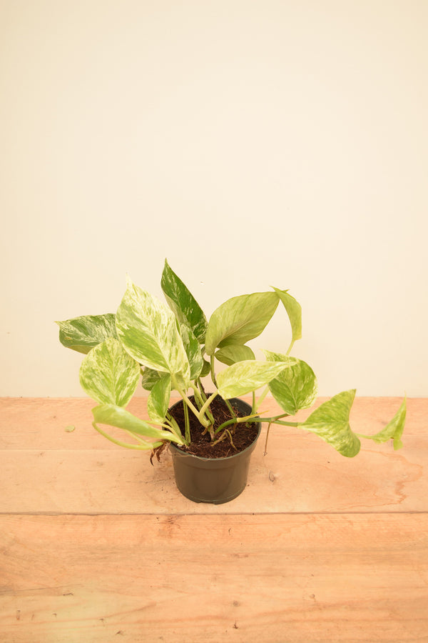 Epipremnum aureum 'Marble Queen'