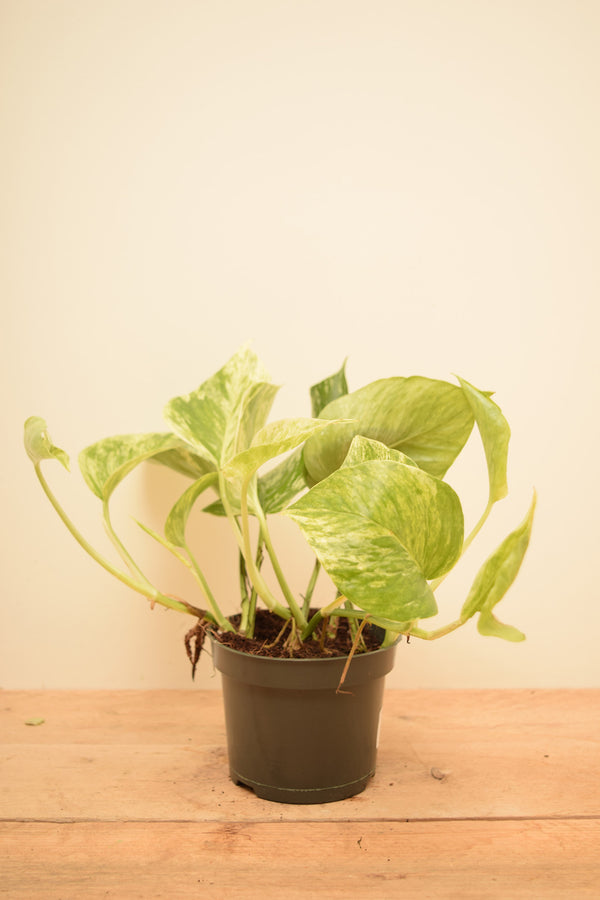 Epipremnum aureum 'Marble Queen'