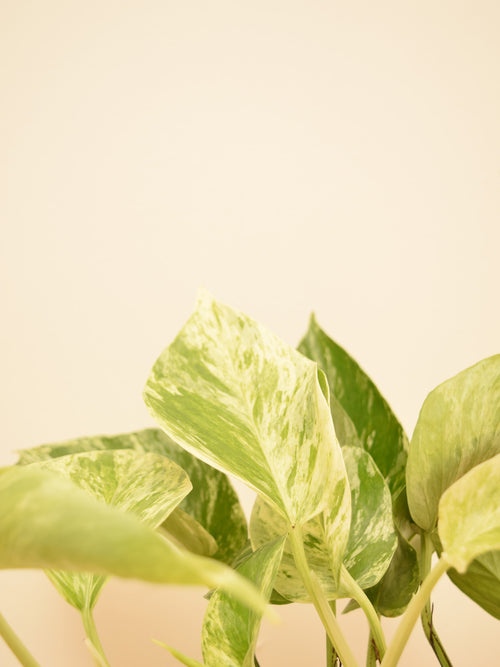 Epipremnum aureum 'Marble Queen'