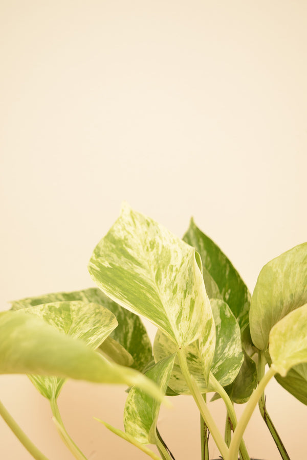 Epipremnum aureum 'Marble Queen'