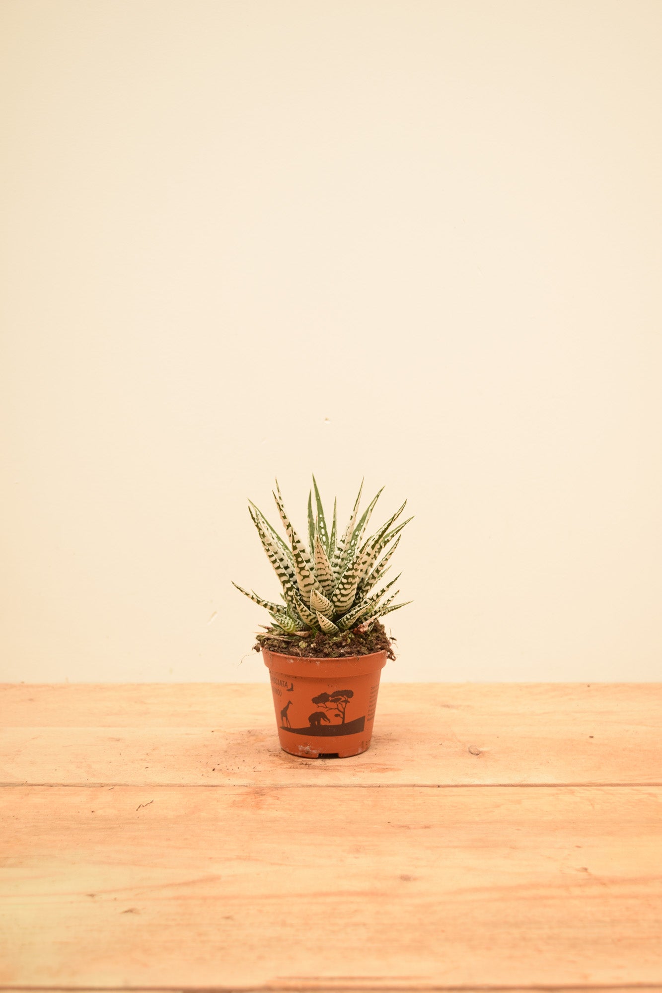 big band succulent Haworthia fasciata 'Big Band'