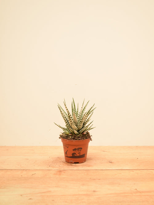 Haworthia fasciata 'Big Band'