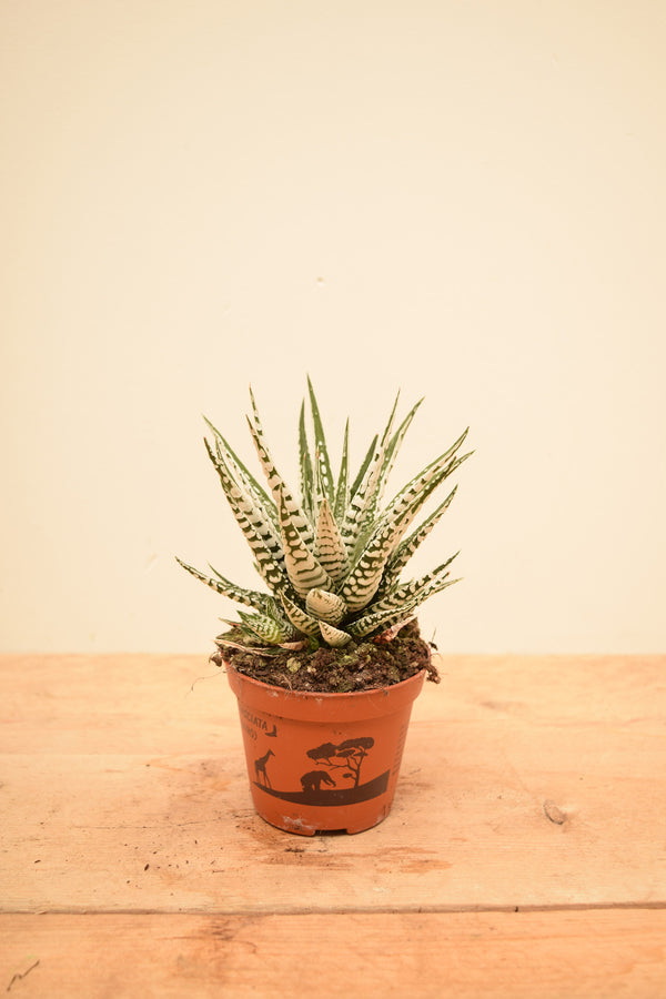 Haworthia fasciata 'Big Band'