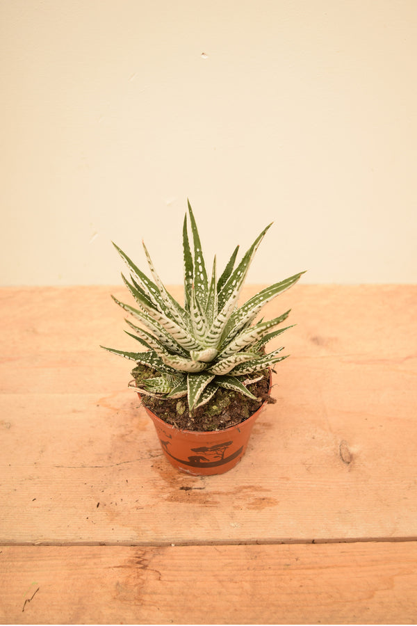 Haworthia fasciata 'Big Band'