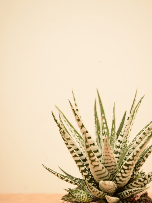 Haworthia fasciata 'Big Band'