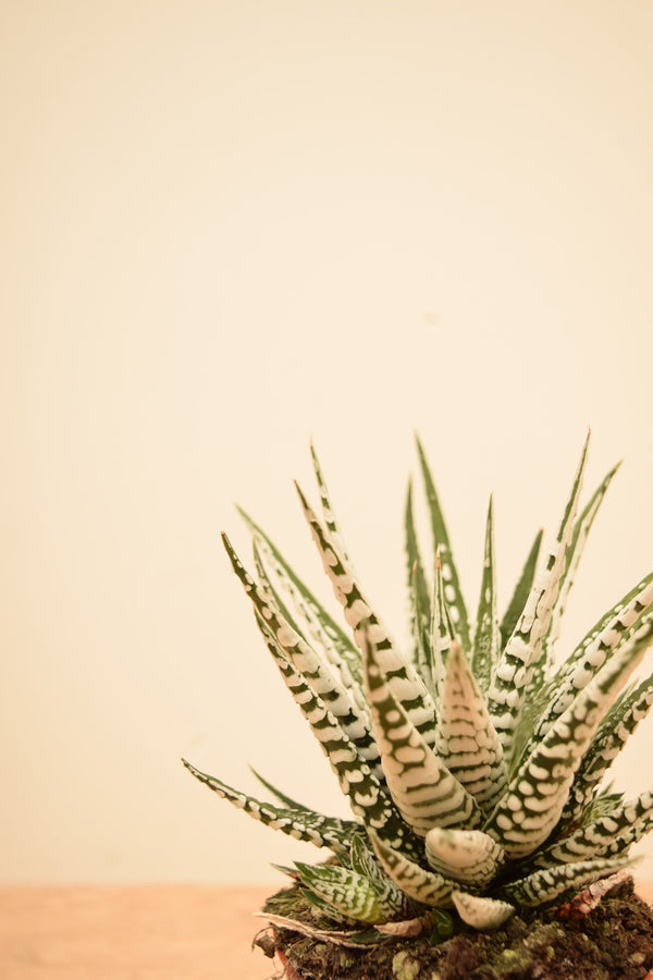 Haworthia fasciata 'Big Band'