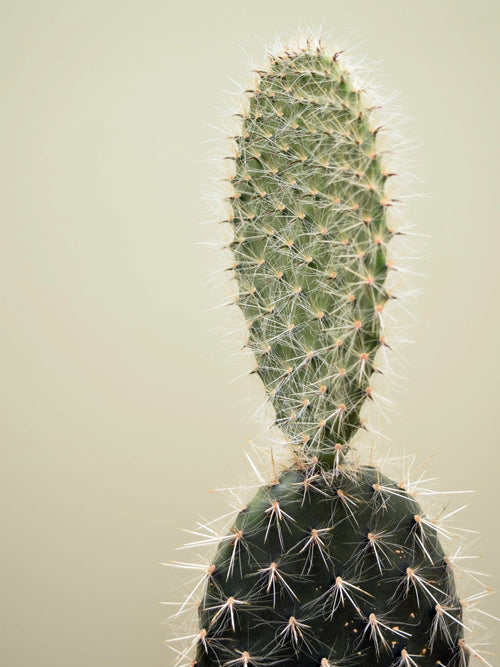 Opuntia pailana