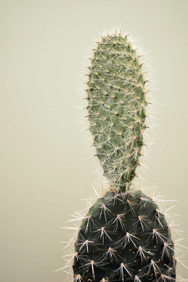 Opuntia pailana