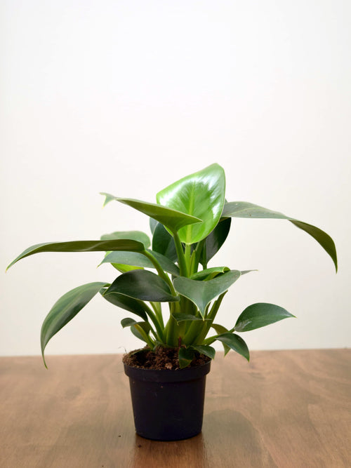 Philodendron 'Green Princess'