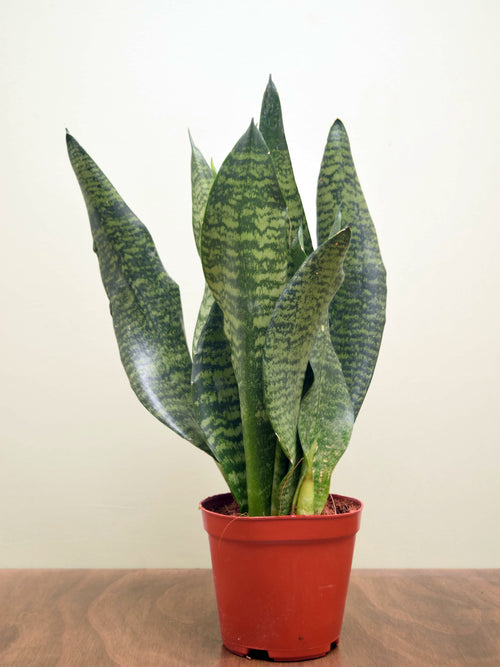 Sansevieria zeylanica