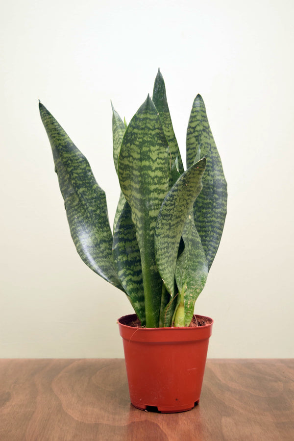 Sansevieria zeylanica