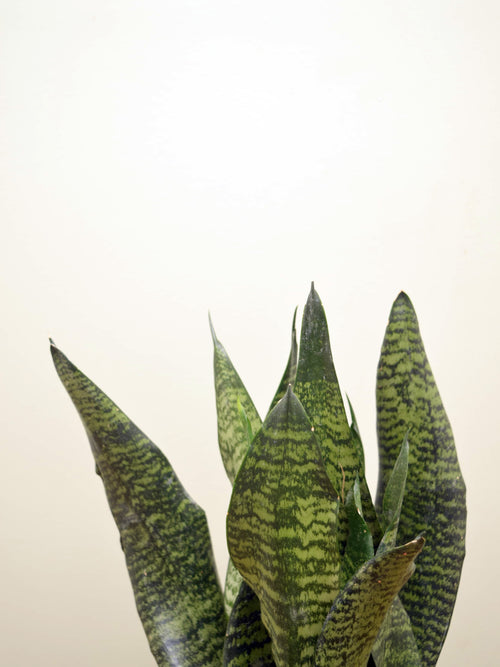 Sansevieria zeylanica