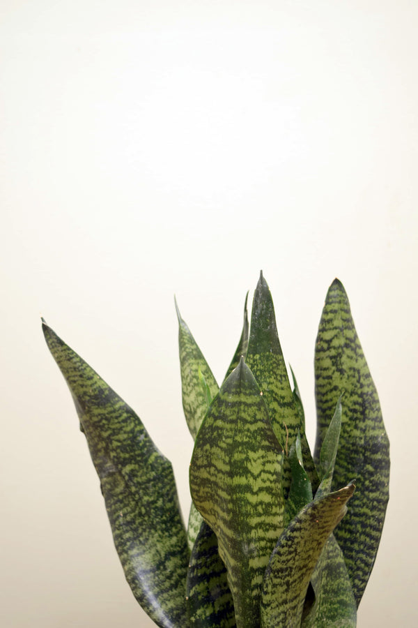 Sansevieria zeylanica