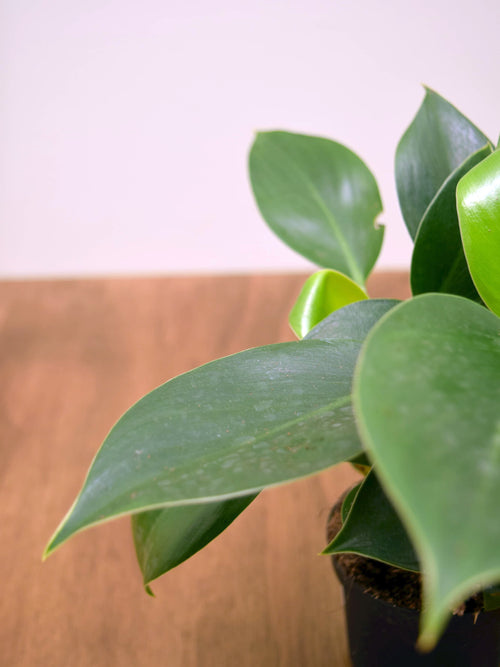 Philodendron 'Green Princess'