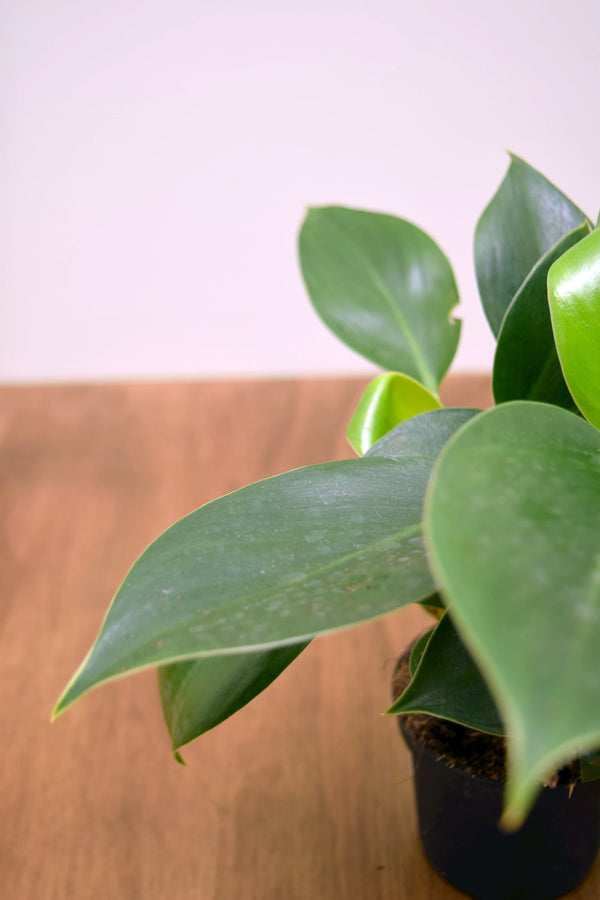philodendron green princess large Philodendron 'Green Princess'