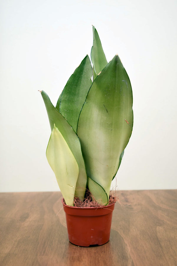Sansevieria trifasciata 'Moonshine'