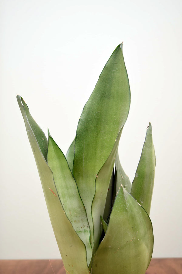 Sansevieria trifasciata 'Moonshine'