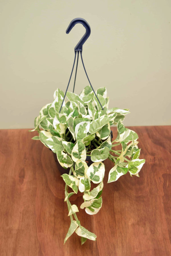 Epipremnum aureum 'NJoy'