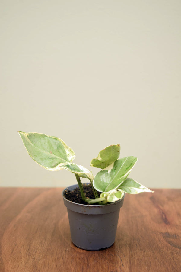 Epipremnum aureum 'NJoy'