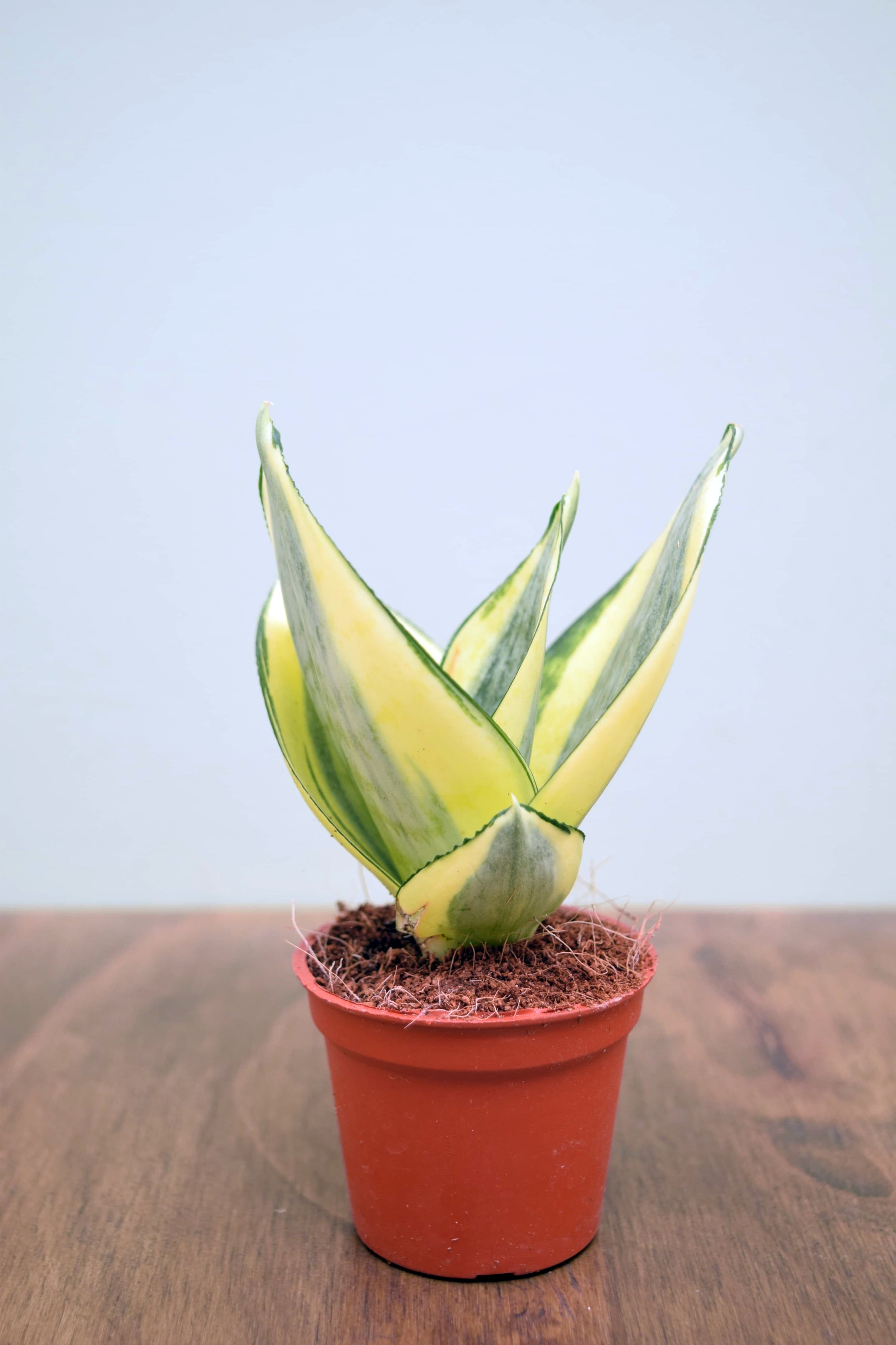 sansevieria trifasciata golden hahnii Sansevieria trifasciata 'Golden Hahnii'