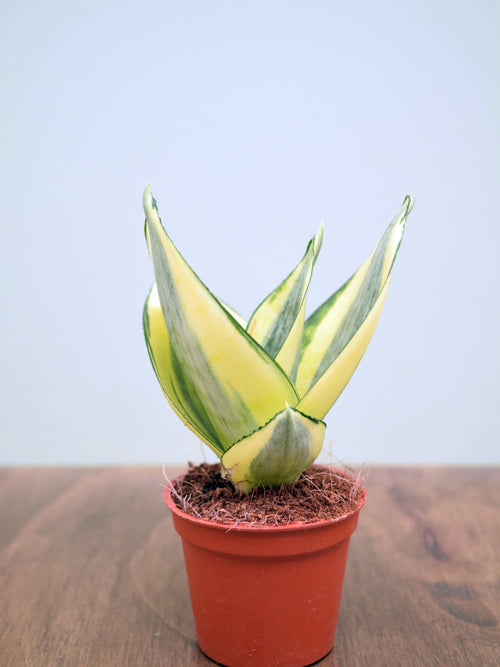 Sansevieria trifasciata 'Golden Hahnii'