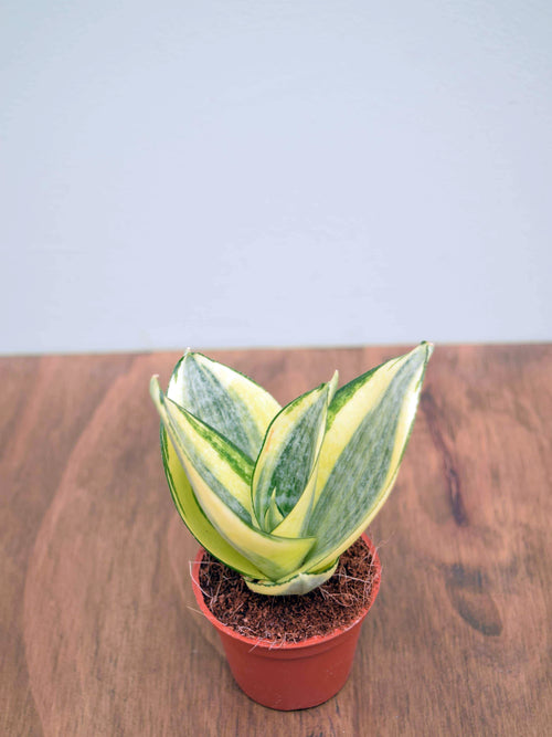 Sansevieria trifasciata 'Golden Hahnii'