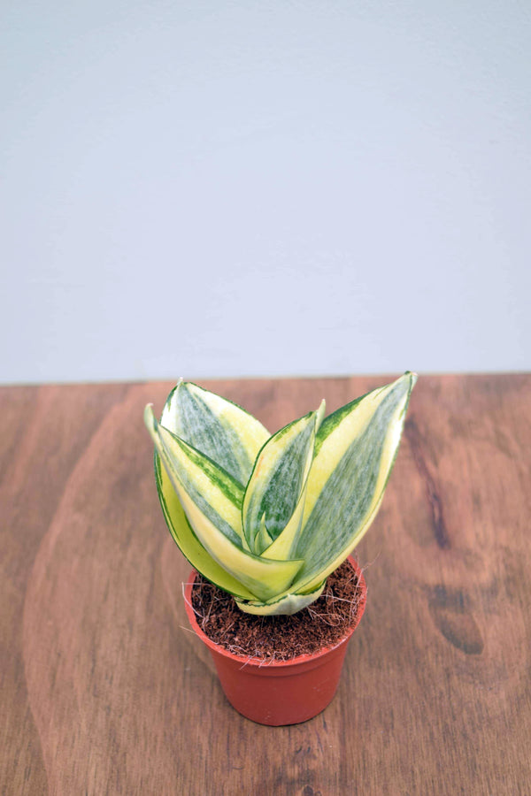 Sansevieria trifasciata 'Golden Hahnii'