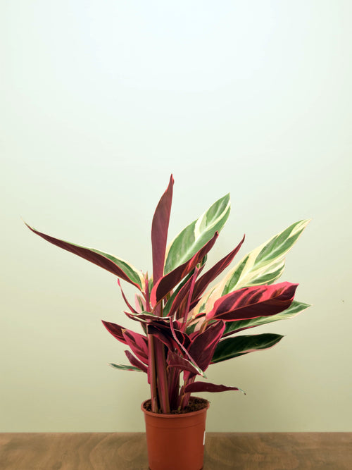 Stromanthe sanguinea 'Triostar'