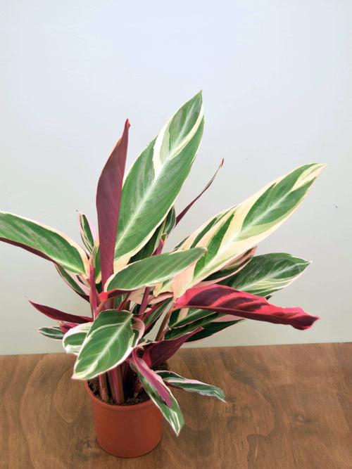 Stromanthe sanguinea 'Triostar'