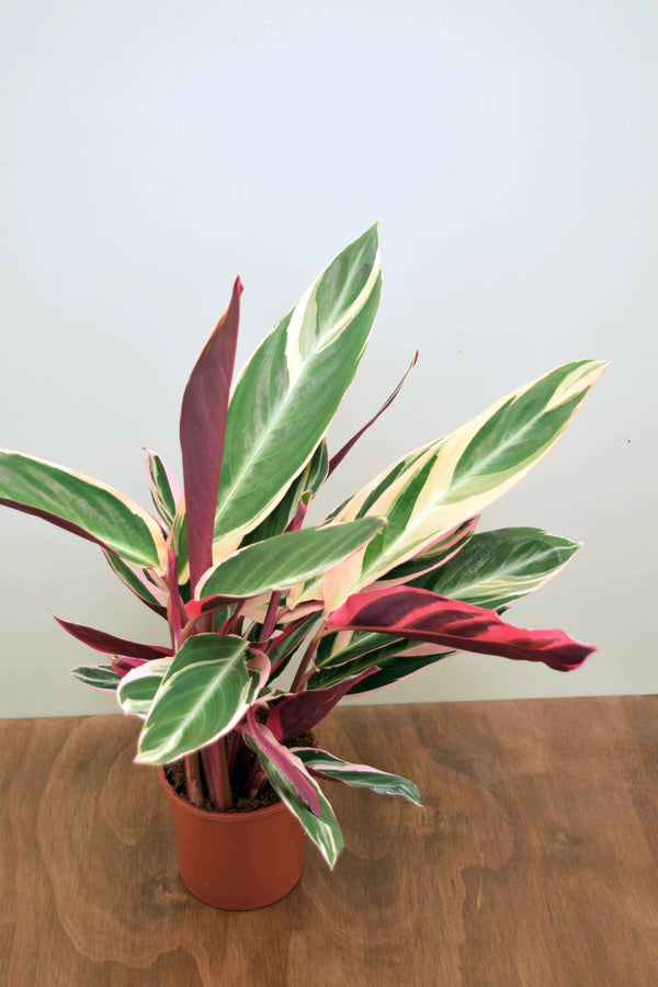 Stromanthe sanguinea 'Triostar'