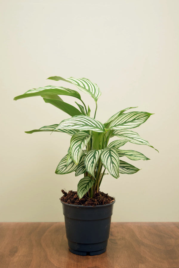 Goeppertia elliptica 'Vittata'