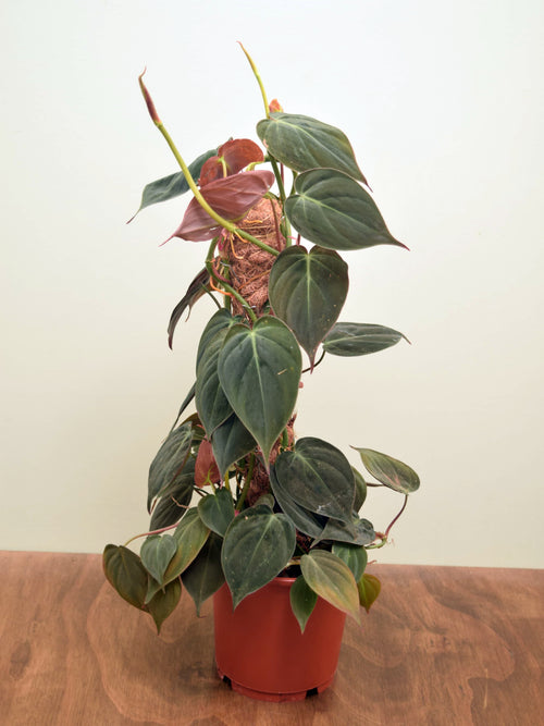 Philodendron hederaceum var. hederaceum 'Micans'