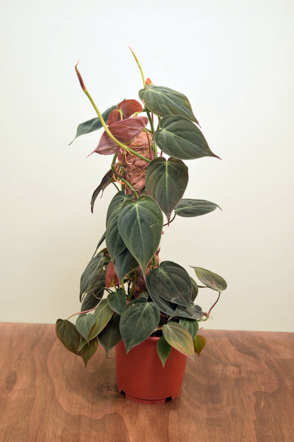 Philodendron hederaceum var. hederaceum 'Micans'