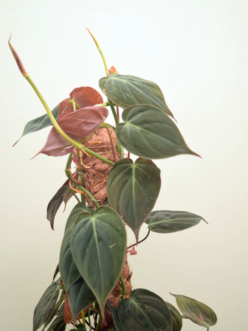 Philodendron hederaceum var. hederaceum 'Micans'
