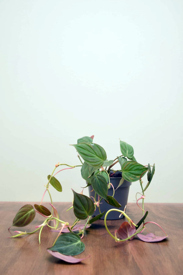 Philodendron hederaceum var. hederaceum 'Micans'