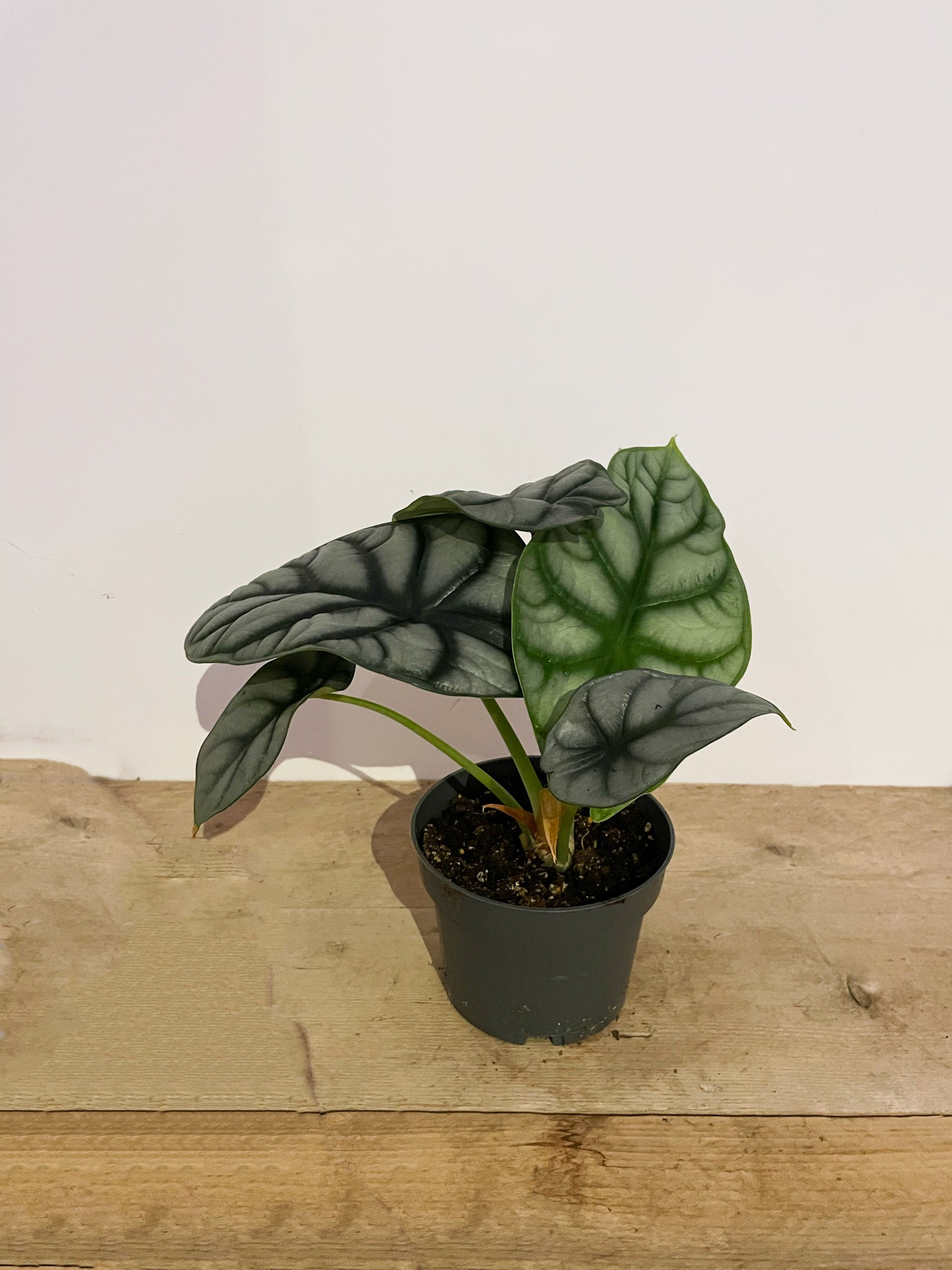 Alocasia 'Silver Dragon'
